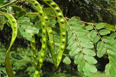 Adenanthera pavonina